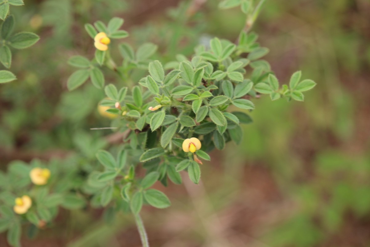 Stylosanthes fruticosa (Retz.) Alston